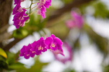 Beautiful orchid flower blooming in tropical garden with blurred palm leaves, sunny nature closeup.