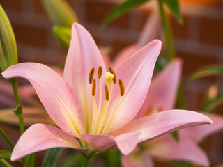 Fototapeta premium ユリ