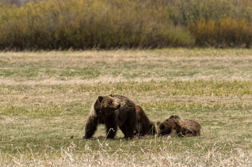 Fototapeta na wymiar Grizzly #610 and her cubs on Willow Flats in the spring; Grand Teton NP; Wyoming
