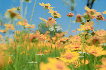 Daisies and girls with baskets in urban park in early summer