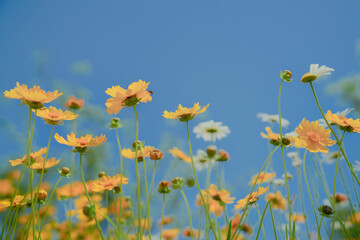 Daisies and girls with baskets in urban park in early summer