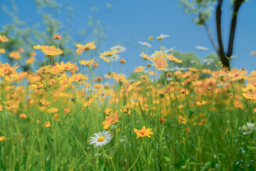 Daisies and girls with baskets in urban park in early summer