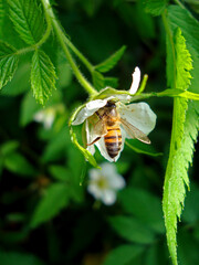 Bee pollinating wild strawberry flower