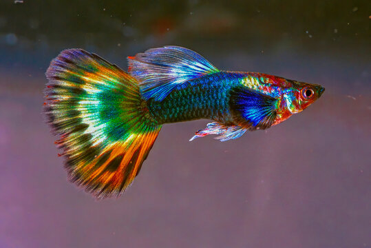 Fancy Guppy Images – Browse 10,238 Stock Photos, Vectors, and