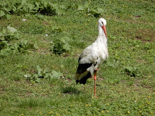white stork ciconia in the grass