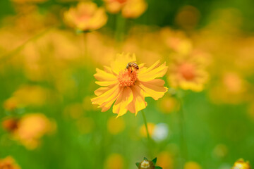 Daisies and girls with baskets in urban park in early summer