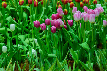 pink tulips in the garden