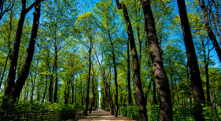 Gardens and parks of St. Petersburg on a summer sunny day.