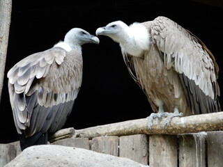 two vultures looking at each other