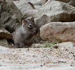 squirell in the mountains
