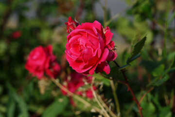 Red roses on a bush in the garden. Bright red-purple petals of a garden rose.
