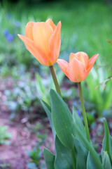 Fototapeta premium Two beautiful orande tulips in the garden