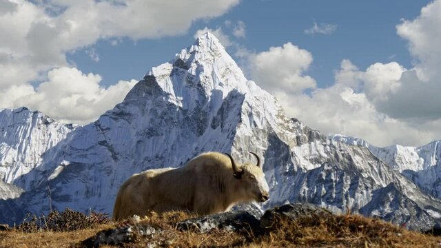White yak in the Nepalese Himalayas. Snow-covered Ama Dablam mountain on the background, Nepal. Everest Base Camp trek (EBC). Steadicam shot, 4K