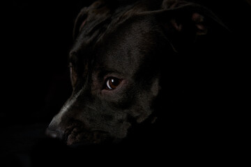 American pit bull terrier on dark background. Close up