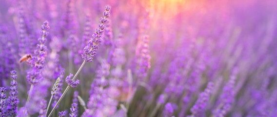 Fototapeta na wymiar Sunset over a violet lavender field in Provence, France.