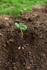 Young potato plant outside the soil with raw potatoes