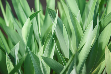 gently green textured background of many tulip leaves
