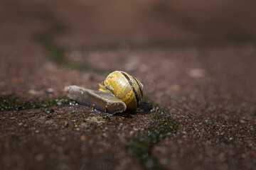 snail on the sidewalk during the rain
