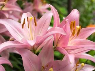 Fototapeta premium ユリ