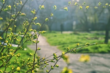 Morning sunlight illuminates the courtyard road