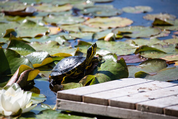 turtle in a pond, sunshine, water