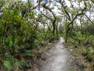 Fototapeta na wymiar Trail in The William S Boylston Nature Trail area in Myakka River State Park in Sarasota Florida in the United States