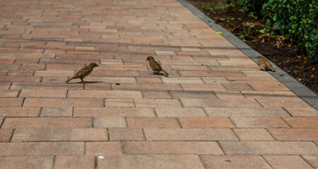 Sparrows on the sidewalk-urban landscape