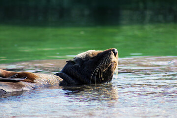 sea lion in the water