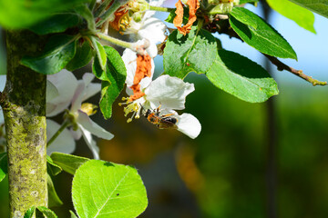 Abeille autour du pommier