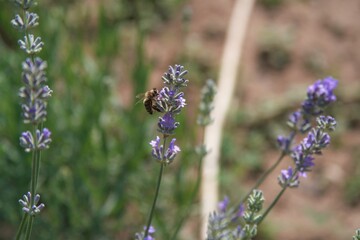 bee on lavender