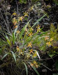 Florida butterfly orchids (Encyclia tampensis)  also known as rein or bog orchids in Myakka River State Park in Sarasota Florida United States
