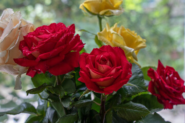 Bouquet of red, yellow and cream roses. On a wooden background, which stand on the windowsill. Window. Summer flowers.
