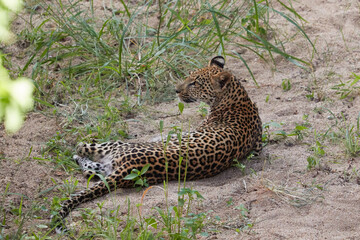 Leopard cub waiting for his mum