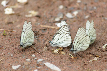 butterfly on the ground