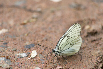 Fototapeta na wymiar A beautiful white butterflies on the river bank- Aporia crataegi