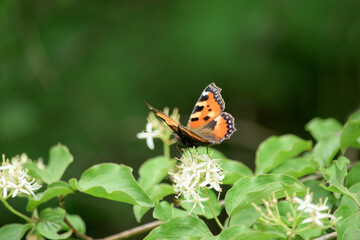 Fototapeta na wymiar Painted Lady butterfly on green bush with white blossoms