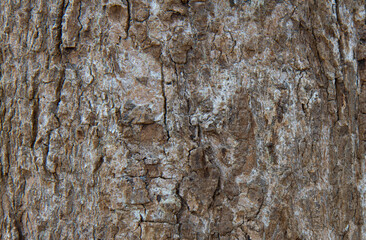 Background pattern of the bark