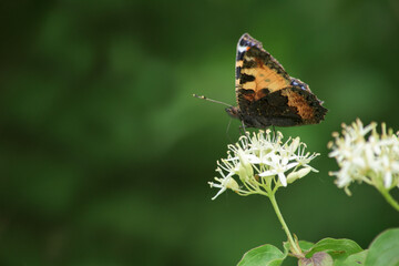 Painted Lady butterfly on green bush with white blossoms