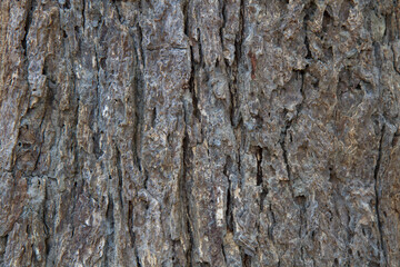 Background pattern of the bark