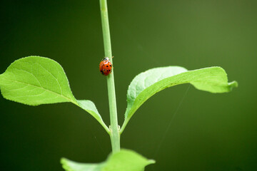Beautiful red ladybug on green plant steam