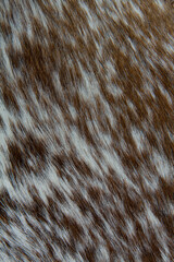 Background pattern of cow's leather carpet