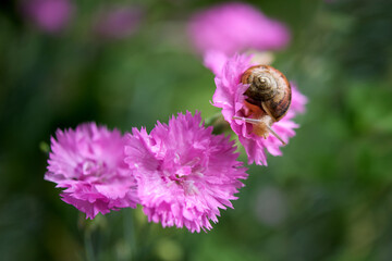Small snail in the garden on pink flower after rain