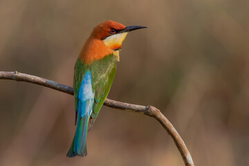 Chestnut headed bee-eater perching on the branch