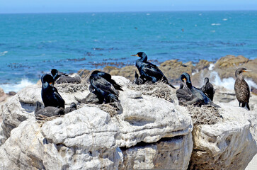 Obraz premium Kap-Kormorane in Boulders Beach in Simons Stadt auf der Kap-Halbinsel