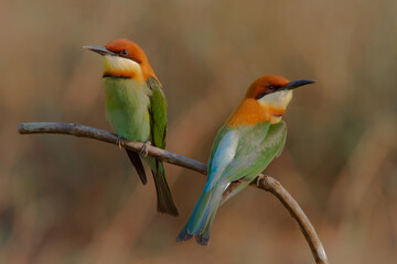 Chestnut headed bee-eaters perching on the branch