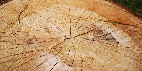 Fototapeta premium cross section of tree trunk