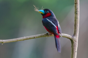 Black and red Broadbill perching on the branch