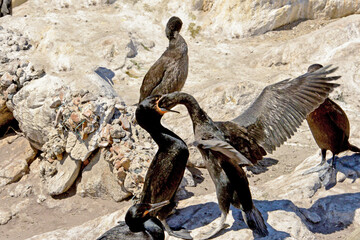Kap-Kormorane in Boulders Beach in Simoms Stadt auf der Kap-Halbinsel