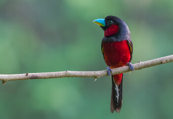 Black and red Broadbill perching on the branch