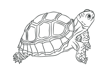 Black and white cute cartoon sulcata turtle. Coloring book for the children. Vector illustration
